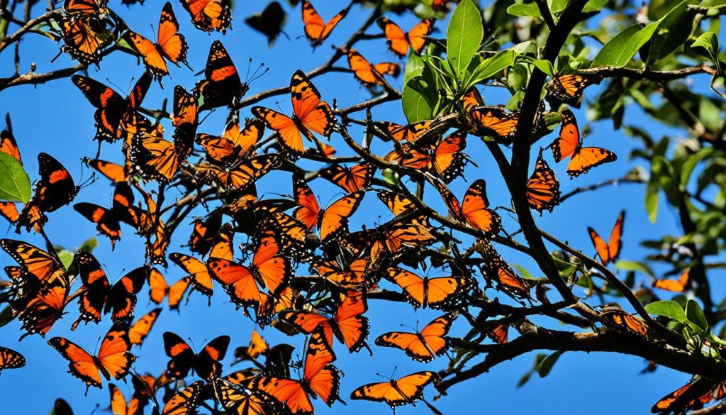 Spiritual Meaning of Orange and Black Butterflies