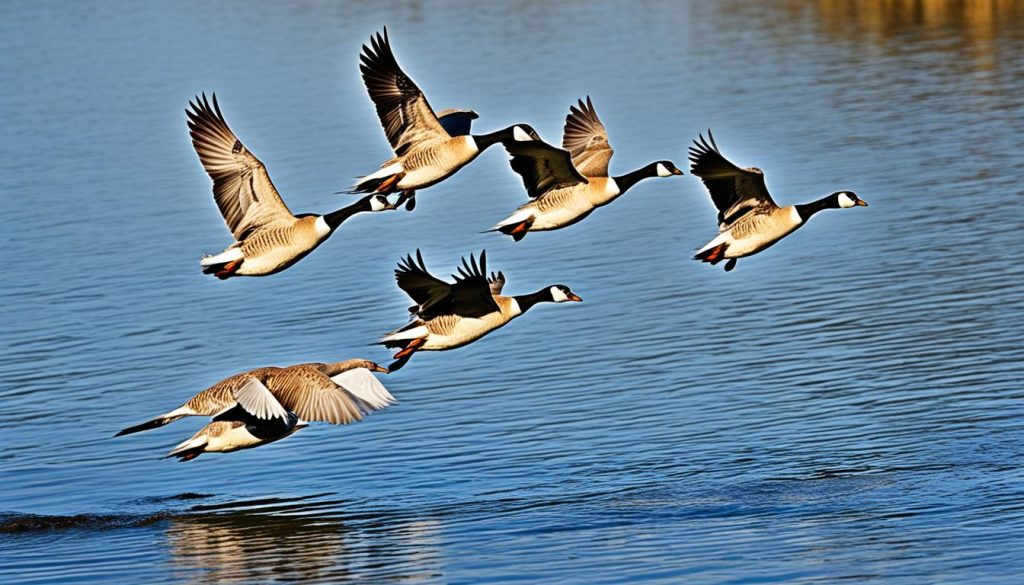 messages from geese encounters